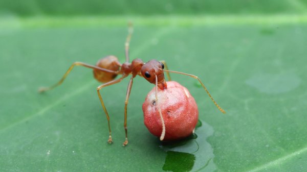 Fourmi pharaon : que faire si vous en trouvez chez vous ?